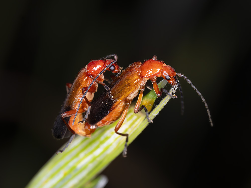 Rhagonycha fulva?